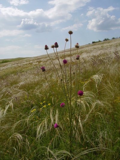 Carduus hamulosus, photographed by Oleksii Vasyliuk