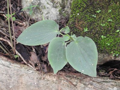 Peperomia lanceolatopeltata, photographed by Neptalí Ramírez Marcial