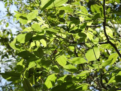 Aralia humilis, photographed by Neptalí Ramírez Marcial