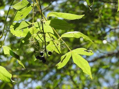 Aralia humilis, photographed by Neptalí Ramírez Marcial
