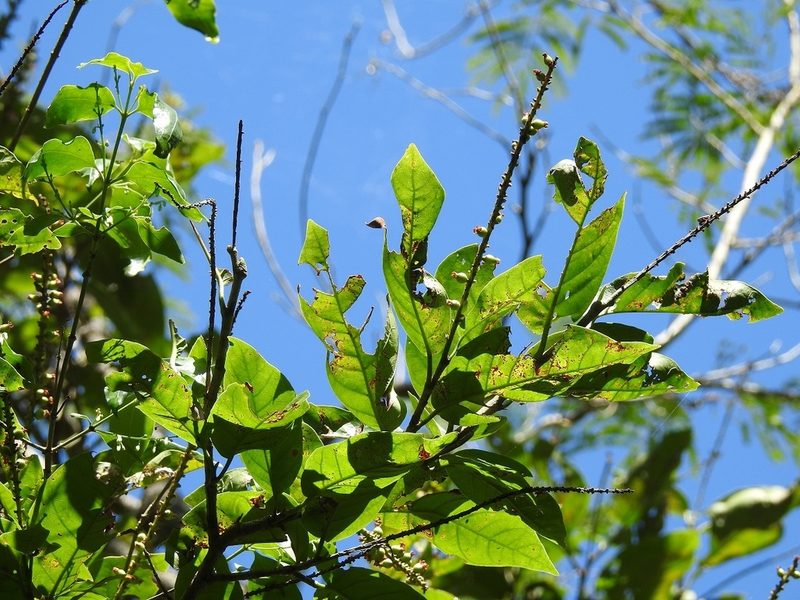 Coccoloba hondurensis, photographed by Neptalí Ramírez Marcial