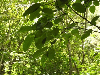 Karwinskia calderonii, photographed by Neptalí Ramírez Marcial