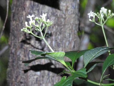 Eumachia microdon, photographed by Neptalí Ramírez Marcial