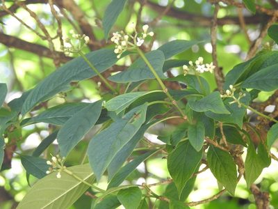 Eumachia microdon, photographed by Neptalí Ramírez Marcial