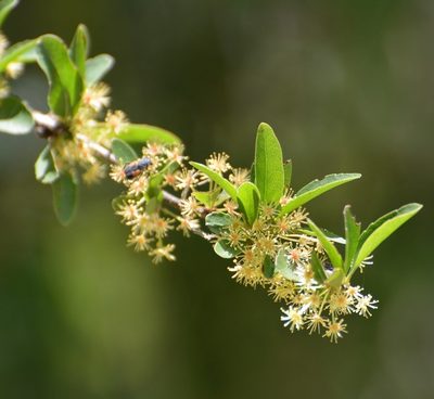 Xylosma intermedia, photographed by Neptalí Ramírez Marcial