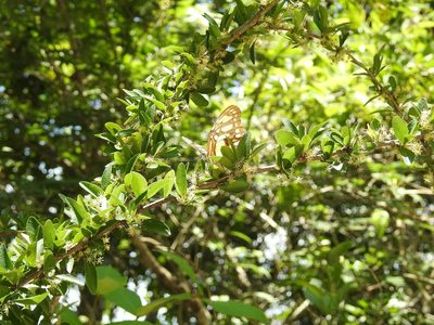 Xylosma intermedia, photographed by Neptalí Ramírez Marcial