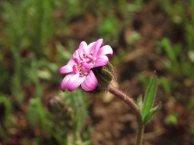 Leucheria glandulosa, photographed by Nicolás Lavandero