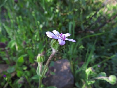 Leucheria glandulosa, photographed by Nicolás Lavandero