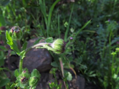 Leucheria glandulosa, photographed by Nicolás Lavandero