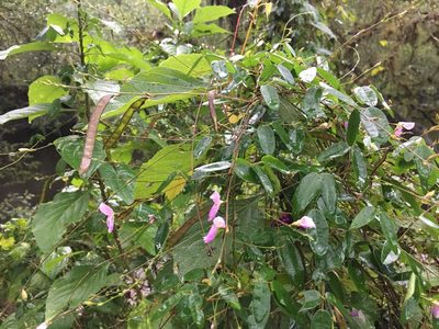 Galactia regularis, photographed by Darren Oh