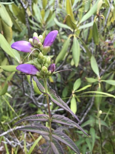 Chelone cuthbertii, photographed by Alan Weakley