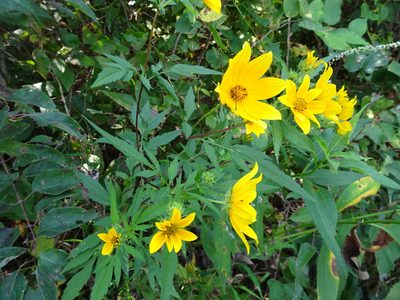 Bidens polylepis, photographed by Thomas Koffel