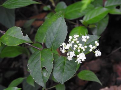 Viburnum lautum, photographed by Neptalí Ramírez Marcial