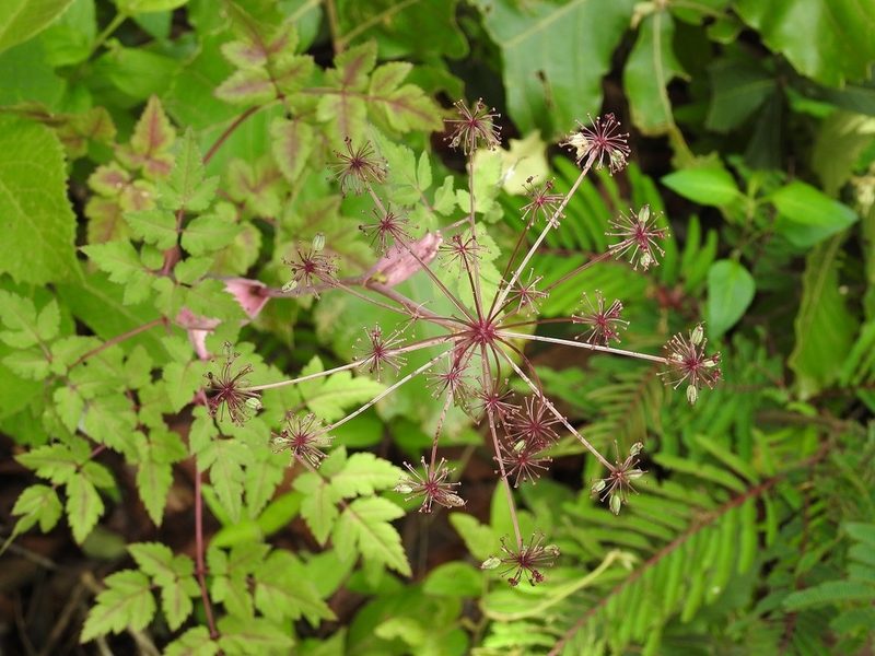 Arracacia bracteata, photographed by Neptalí Ramírez Marcial