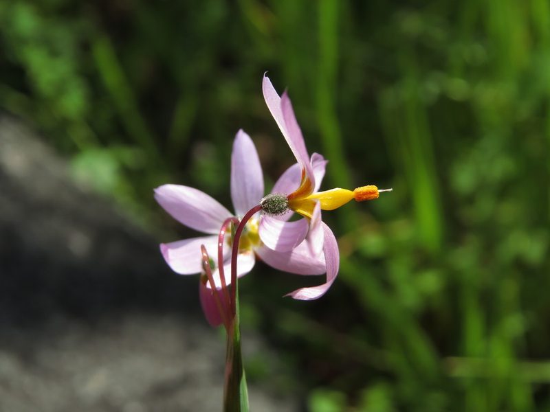 Olsynium philippii, photographed by Nicolás Lavandero