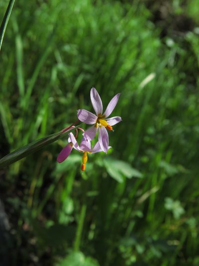 Olsynium philippii, photographed by Nicolás Lavandero