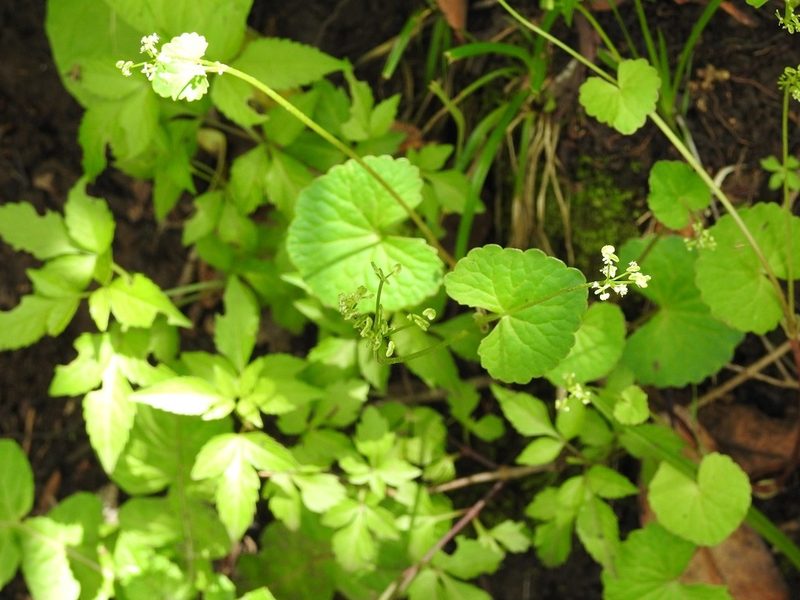 Micropleura renifolia, photographed by Neptalí Ramírez Marcial