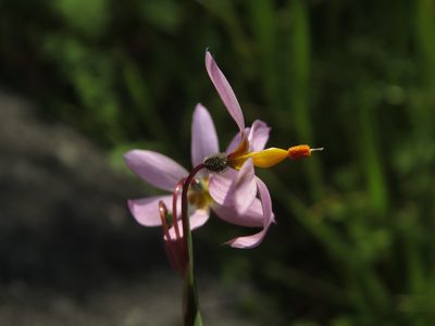 Olsynium philippii, photographed by Nicolás Lavandero