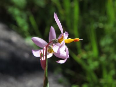 Olsynium philippii, photographed by Nicolás Lavandero