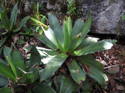 Agave warelliana, photographed by Neptalí Ramírez Marcial