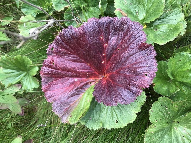 Geum radiatum, photographed by Alan Weakley