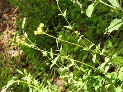 Alloispermum scabrum, photographed by Neptalí Ramírez Marcial