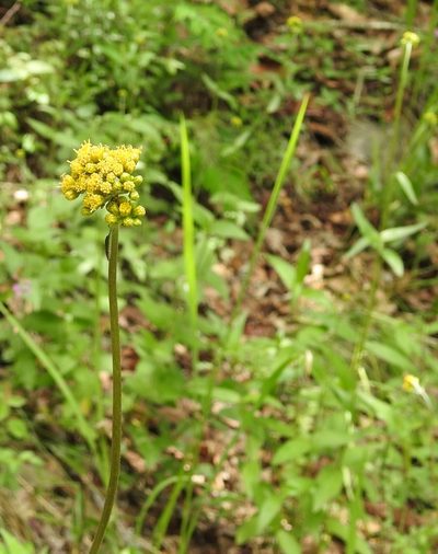 Alloispermum scabrum, photographed by Neptalí Ramírez Marcial