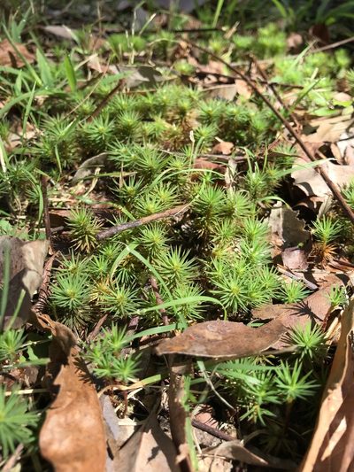 Dawsonia polytrichoides, photographed by Michelle King