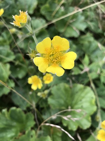 Geum radiatum, photographed by Alan Weakley