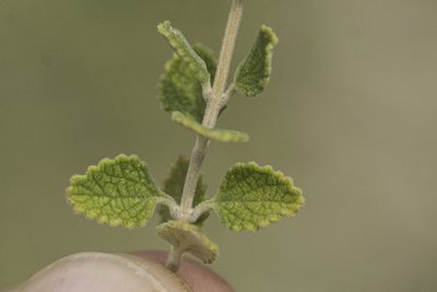 Aloysia wrightii, photographed by Craig Martin