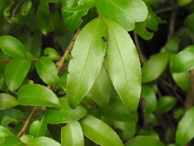 Gyminda tonduzii, photographed by Neptalí Ramírez Marcial