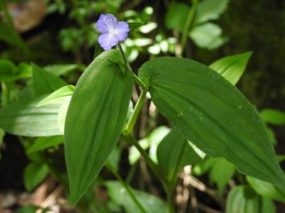 Tradescantia commelinoides, photographed by Neptalí Ramírez Marcial