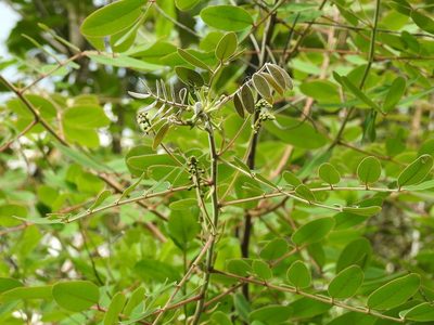 Senna foetidissima, photographed by Neptalí Ramírez Marcial