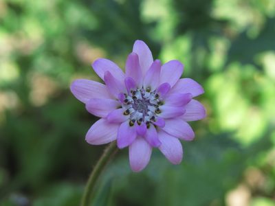 Leucheria glandulosa, photographed by Nicolás Lavandero
