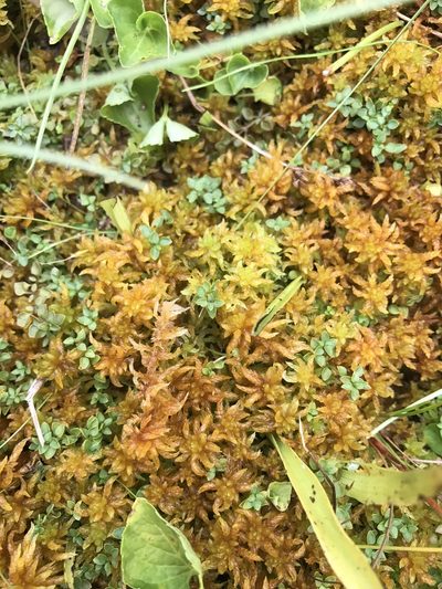 Sphagnum subsecundum, photographed by Alan Weakley