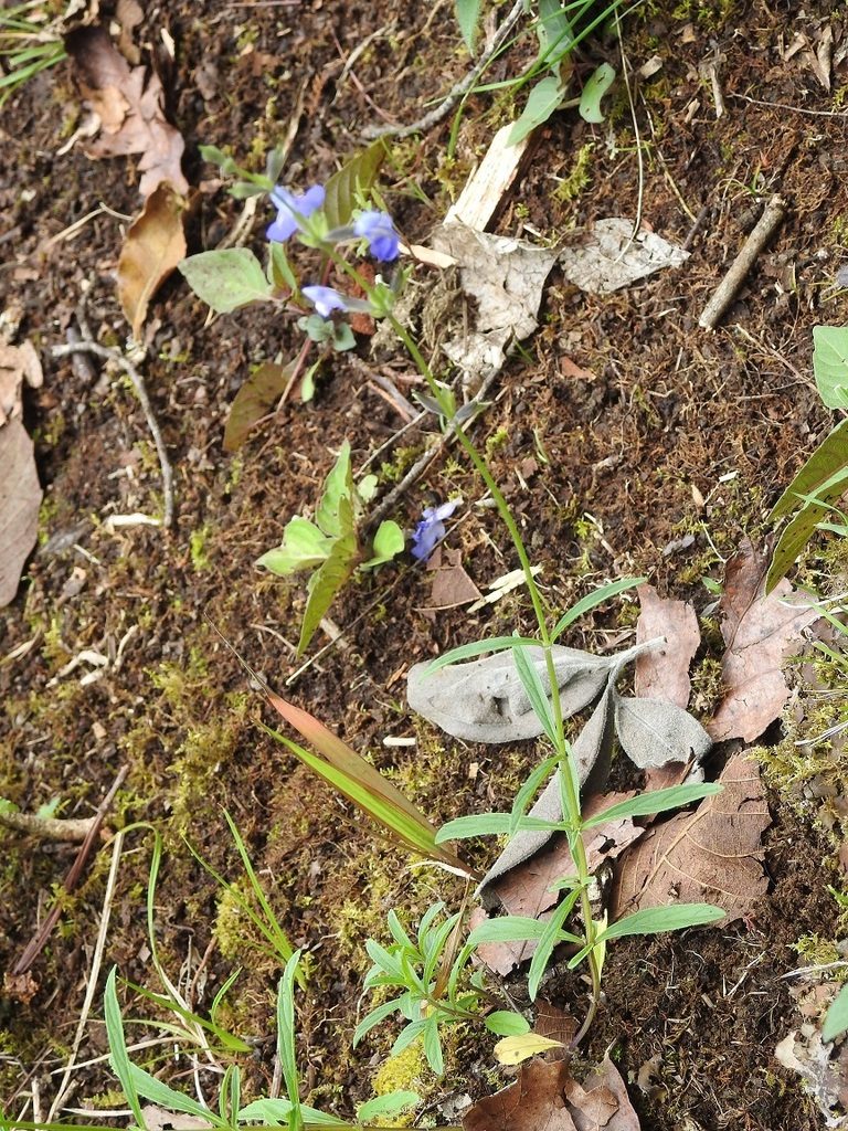 Salvia oblongifolia, photographed by Neptalí Ramírez Marcial