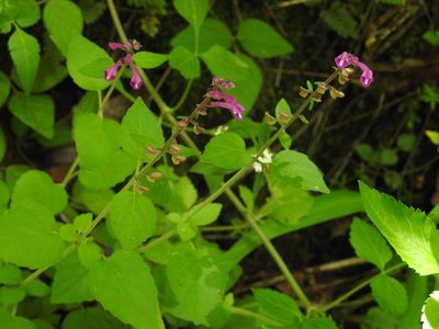 Scutellaria guatemalensis, photographed by Neptalí Ramírez Marcial