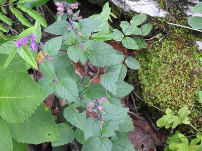Scutellaria guatemalensis, photographed by Neptalí Ramírez Marcial