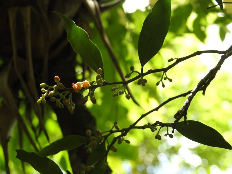 Schoepfia vacciniiflora, photographed by Neptalí Ramírez Marcial