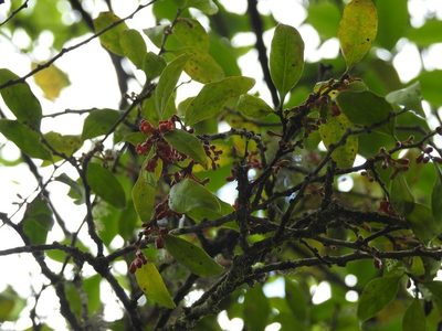 Schoepfia vacciniiflora, photographed by Neptalí Ramírez Marcial