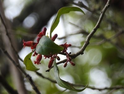 Schoepfia vacciniiflora, photographed by Neptalí Ramírez Marcial