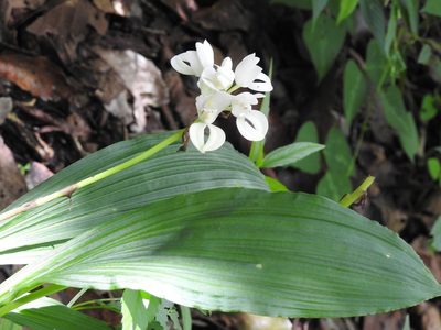 Govenia liliacea, photographed by Neptalí Ramírez Marcial