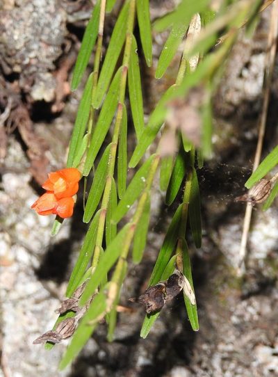 Isochilus aurantiacus, photographed by Neptalí Ramírez Marcial