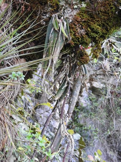 Epidendrum parkinsonianum, photographed by Neptalí Ramírez Marcial