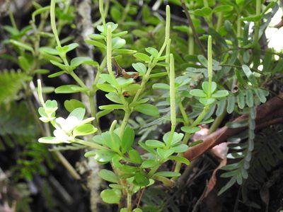 Peperomia quadrifolia, photographed by Neptalí Ramírez Marcial