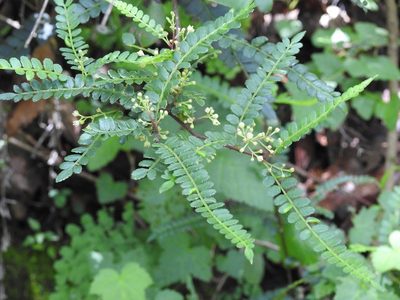 Zanthoxylum foliolosum, photographed by Neptalí Ramírez Marcial