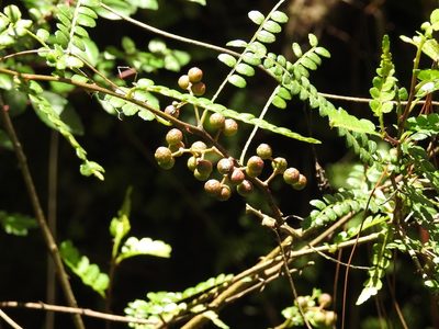 Zanthoxylum foliolosum, photographed by Neptalí Ramírez Marcial