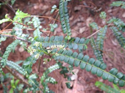 Zanthoxylum foliolosum, photographed by Neptalí Ramírez Marcial