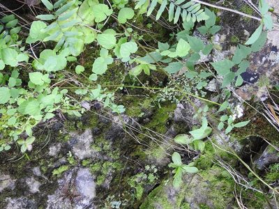 Valeriana deltoidea, photographed by Neptalí Ramírez Marcial