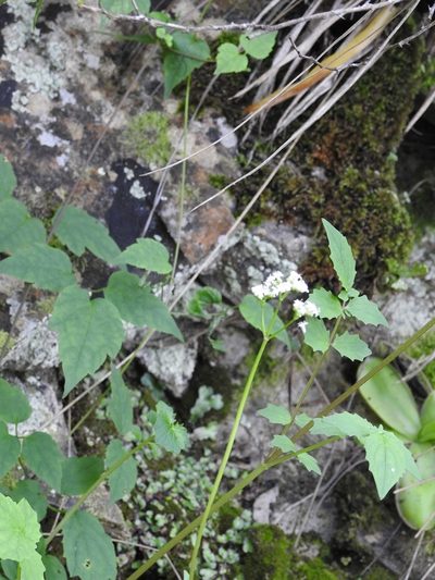 Valeriana deltoidea, photographed by Neptalí Ramírez Marcial